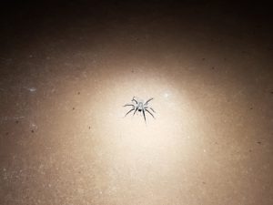 Spinne