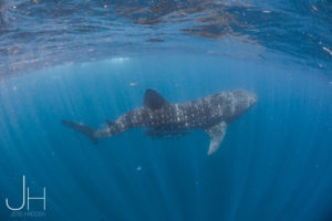 whaleshark